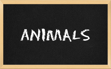Animals